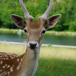 Le Val Des Cerfs - Het Hertendal Bed and Breakfast