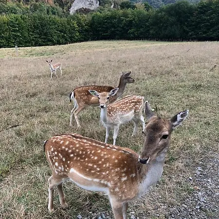 Le Val Des Cerfs - Het Hertendal