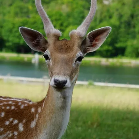 Le Val Des Cerfs - Het Hertendal Bed and Breakfast