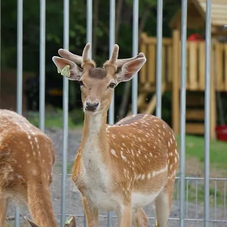 Nocleg ze śniadaniem Le Val Des Cerfs - Het Hertendal