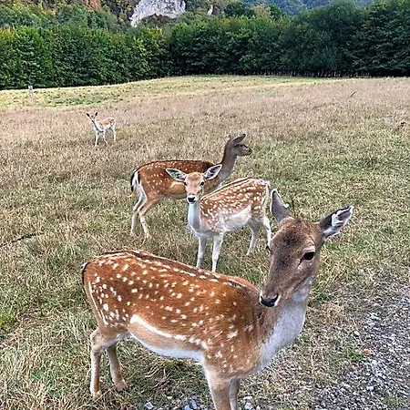 Le Val Des Cerfs - Het Hertendal Frühstückspension Hastiere-par-dela