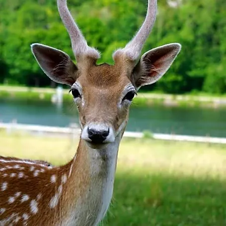 Le Val Des Cerfs - Het Hertendal