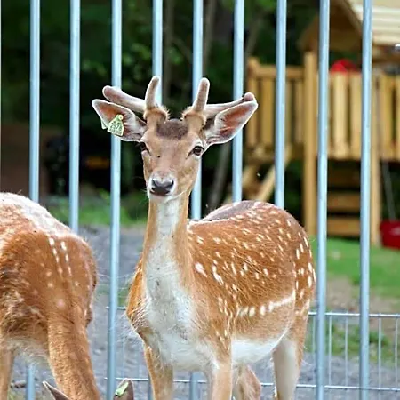 Le Val Des Cerfs - Het Hertendal Frühstückspension 4*