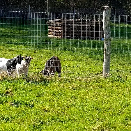 Le Val Des Cerfs - Het Hertendal Frühstückspension